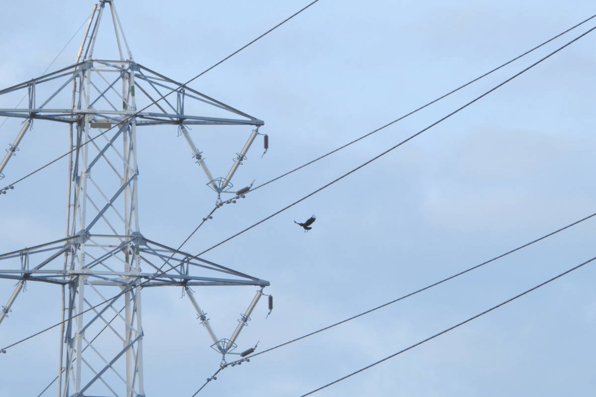 鉄塔のカラス