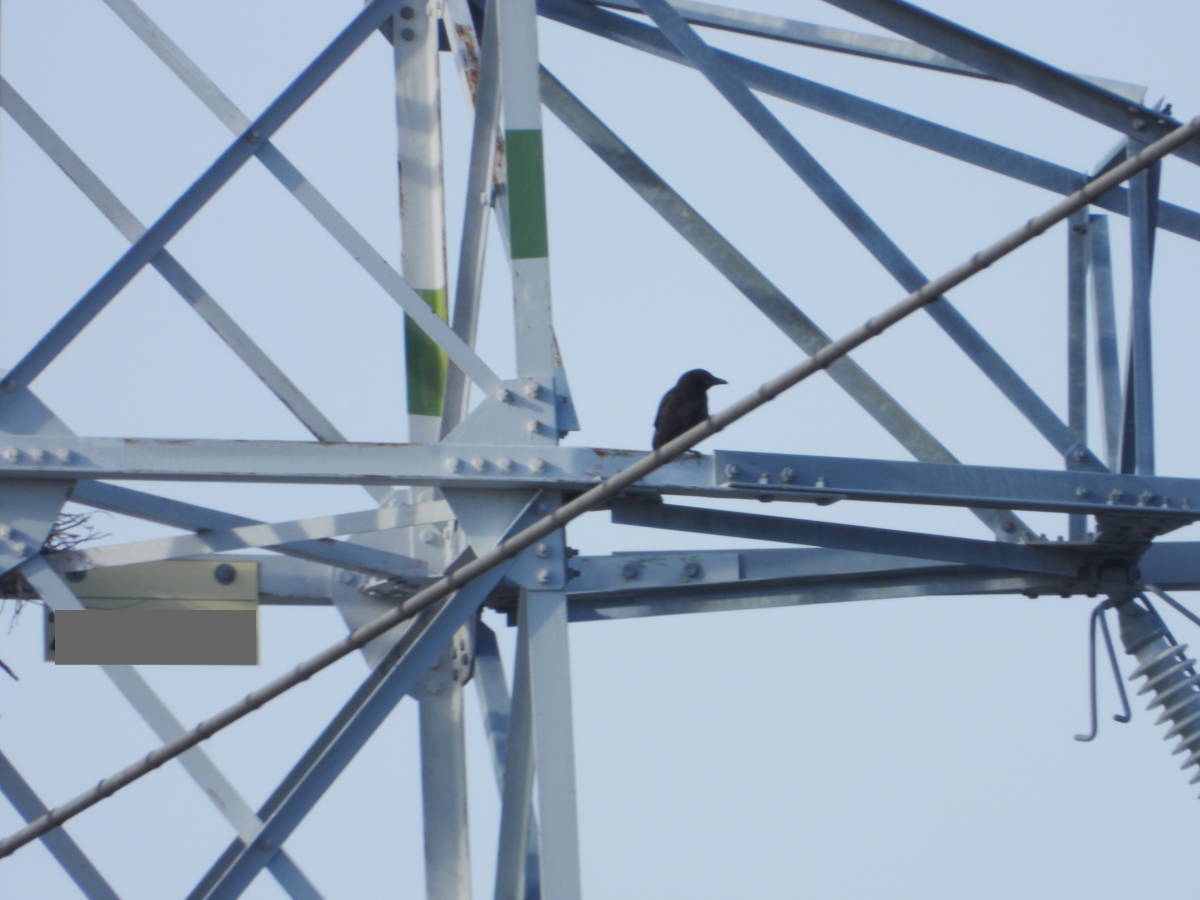 鉄塔のカラス