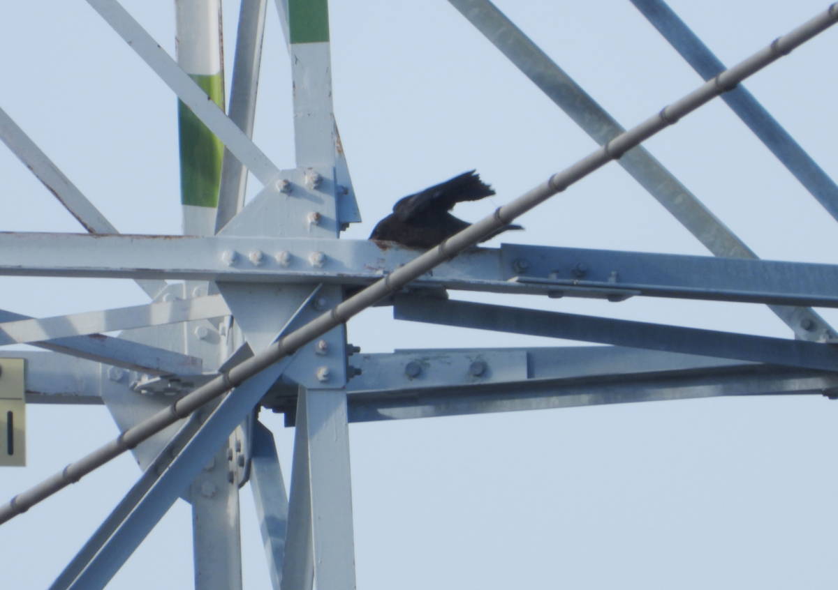 鉄塔のカラス