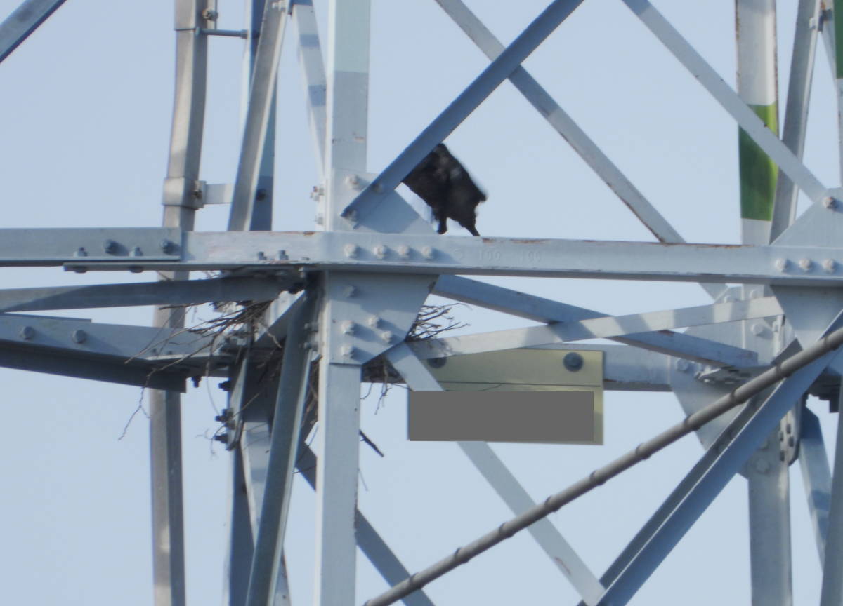 鉄塔のカラス