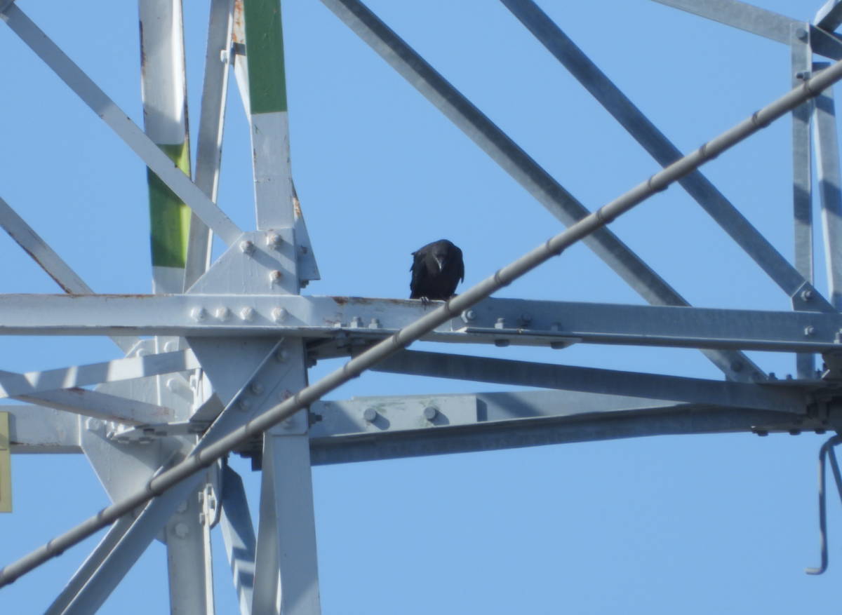 鉄塔のカラス