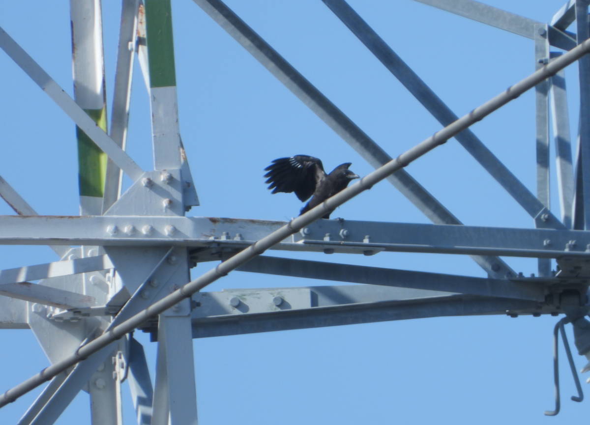 鉄塔のカラス
