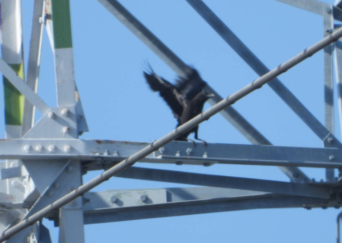 鉄塔のカラス