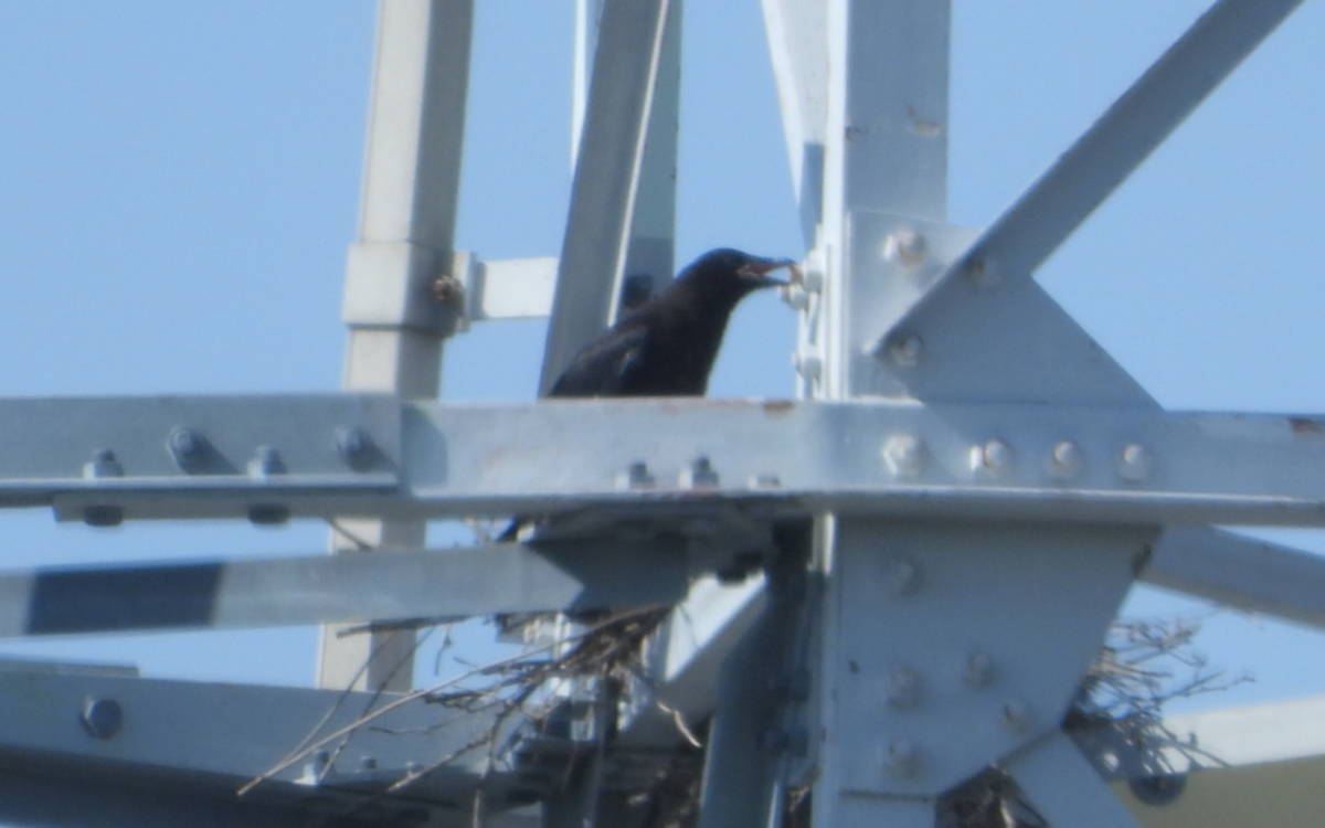鉄塔のカラス