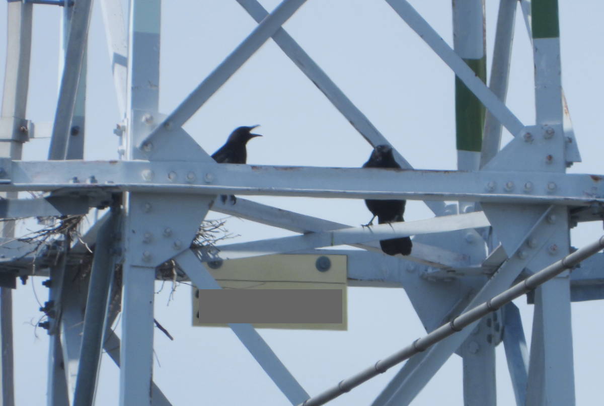 鉄塔のカラス