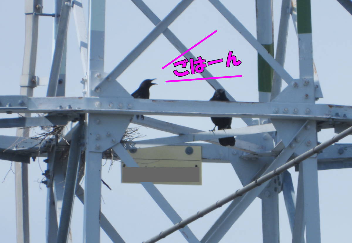 鉄塔のカラス