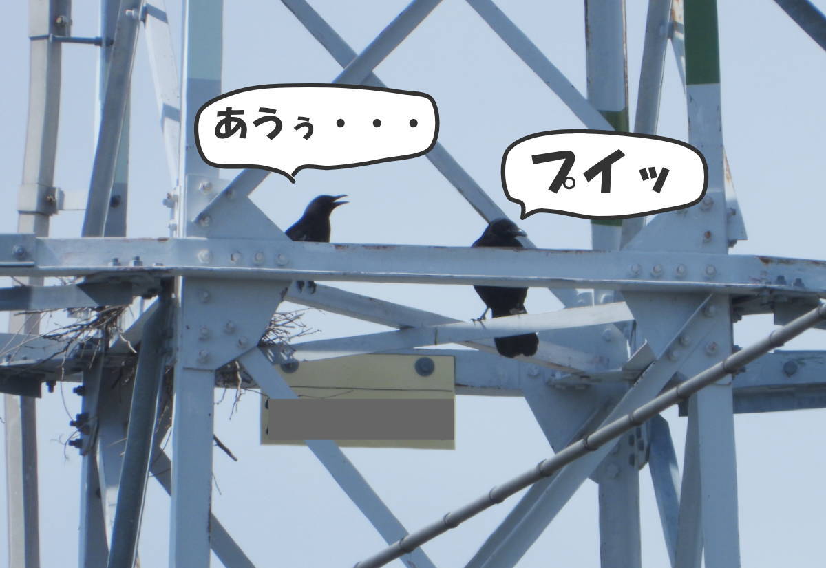 鉄塔のカラス