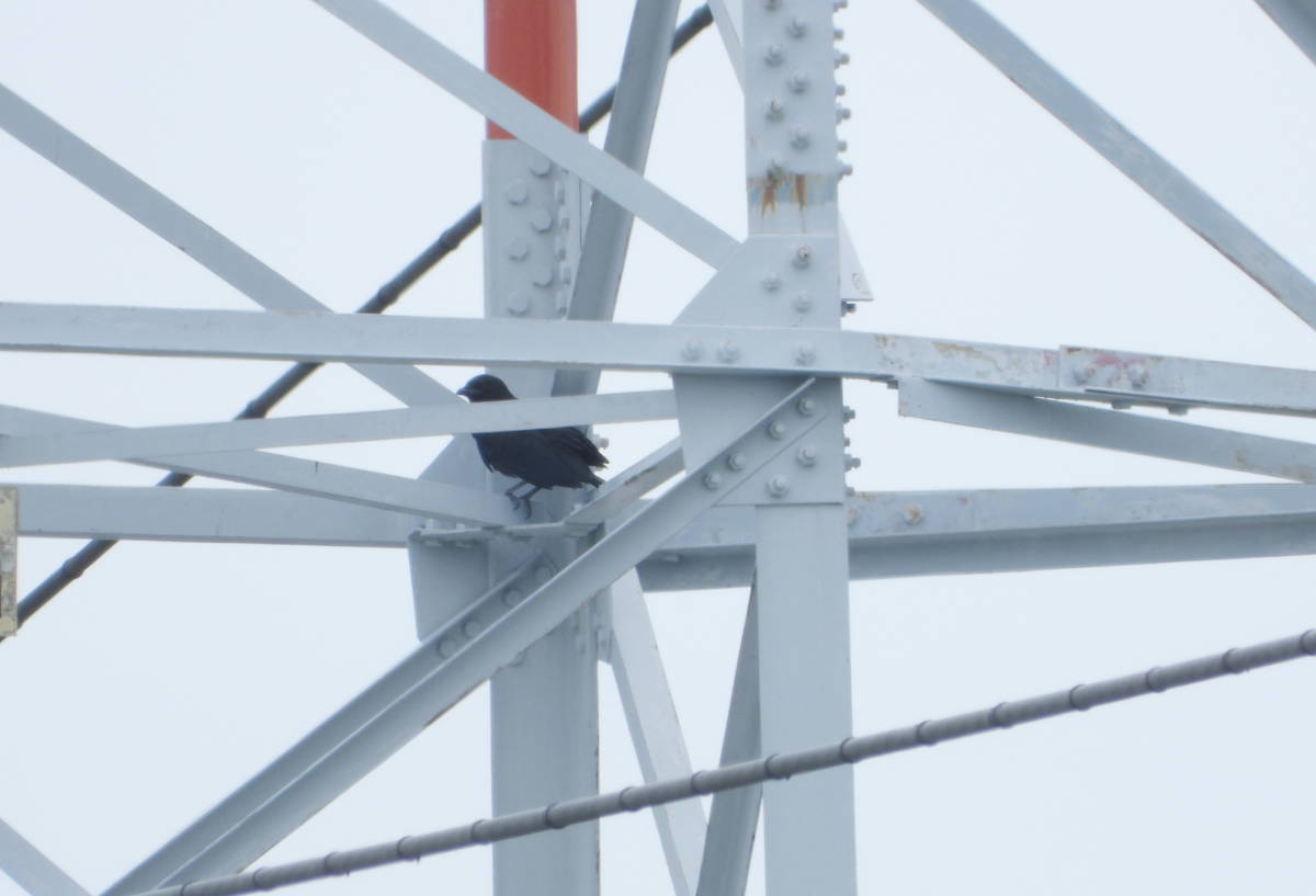 鉄塔のカラス