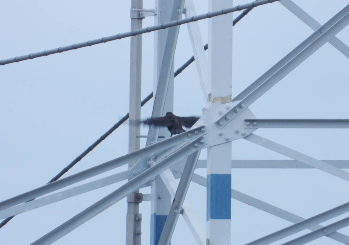 鉄塔のカラス
