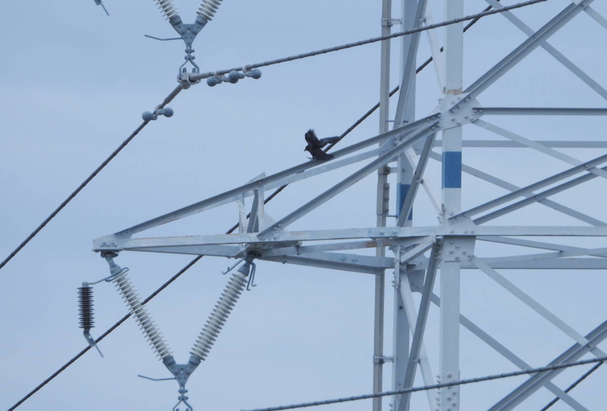 鉄塔のカラス