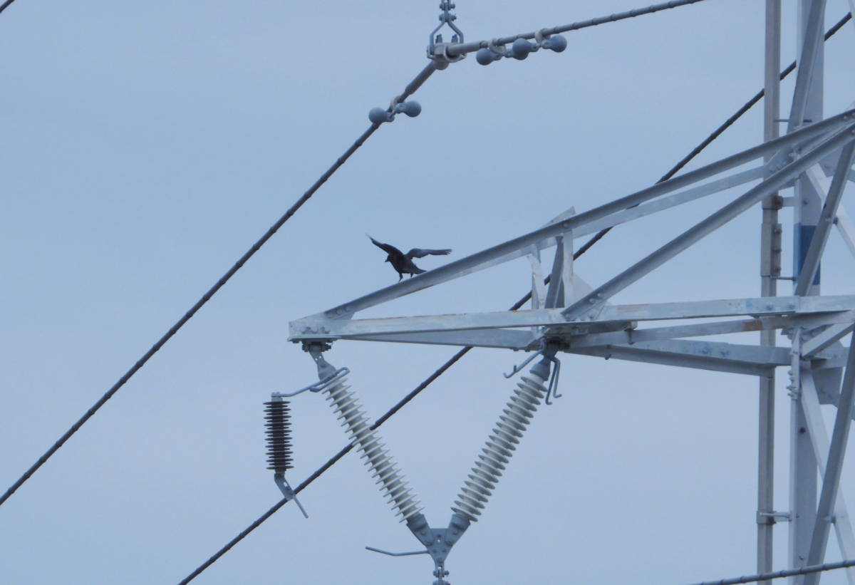 鉄塔のカラス