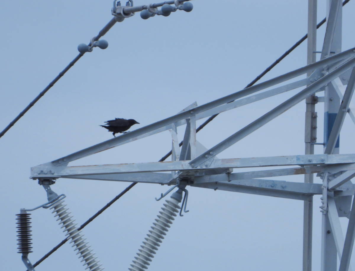 鉄塔のカラス