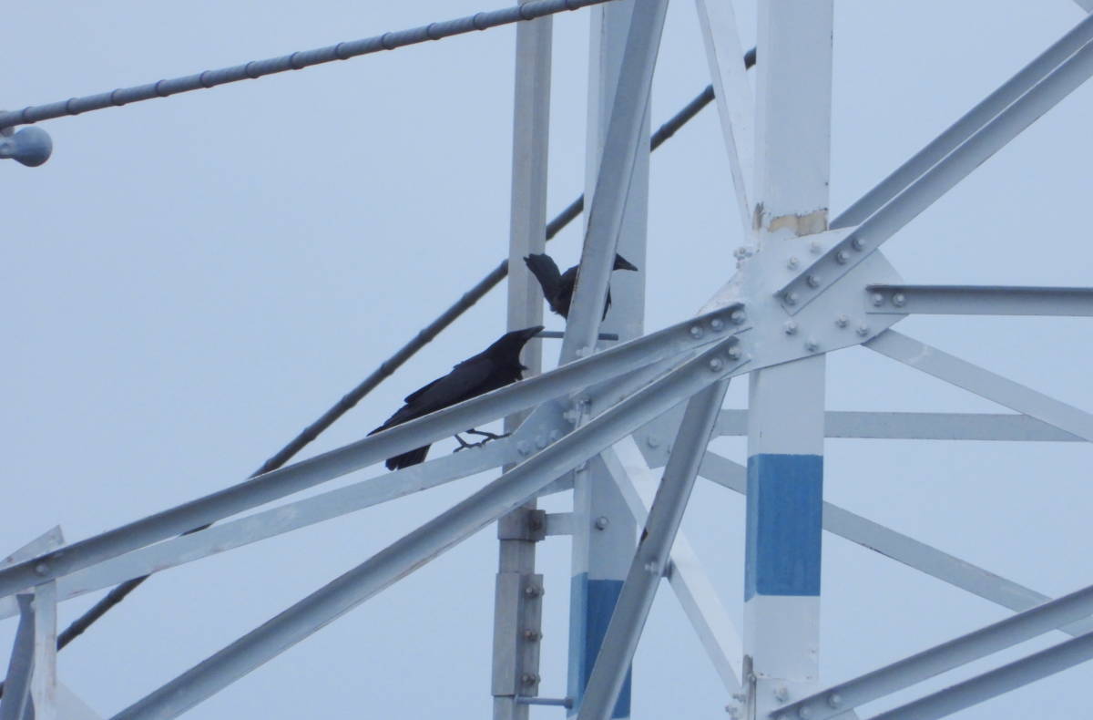 鉄塔のカラス