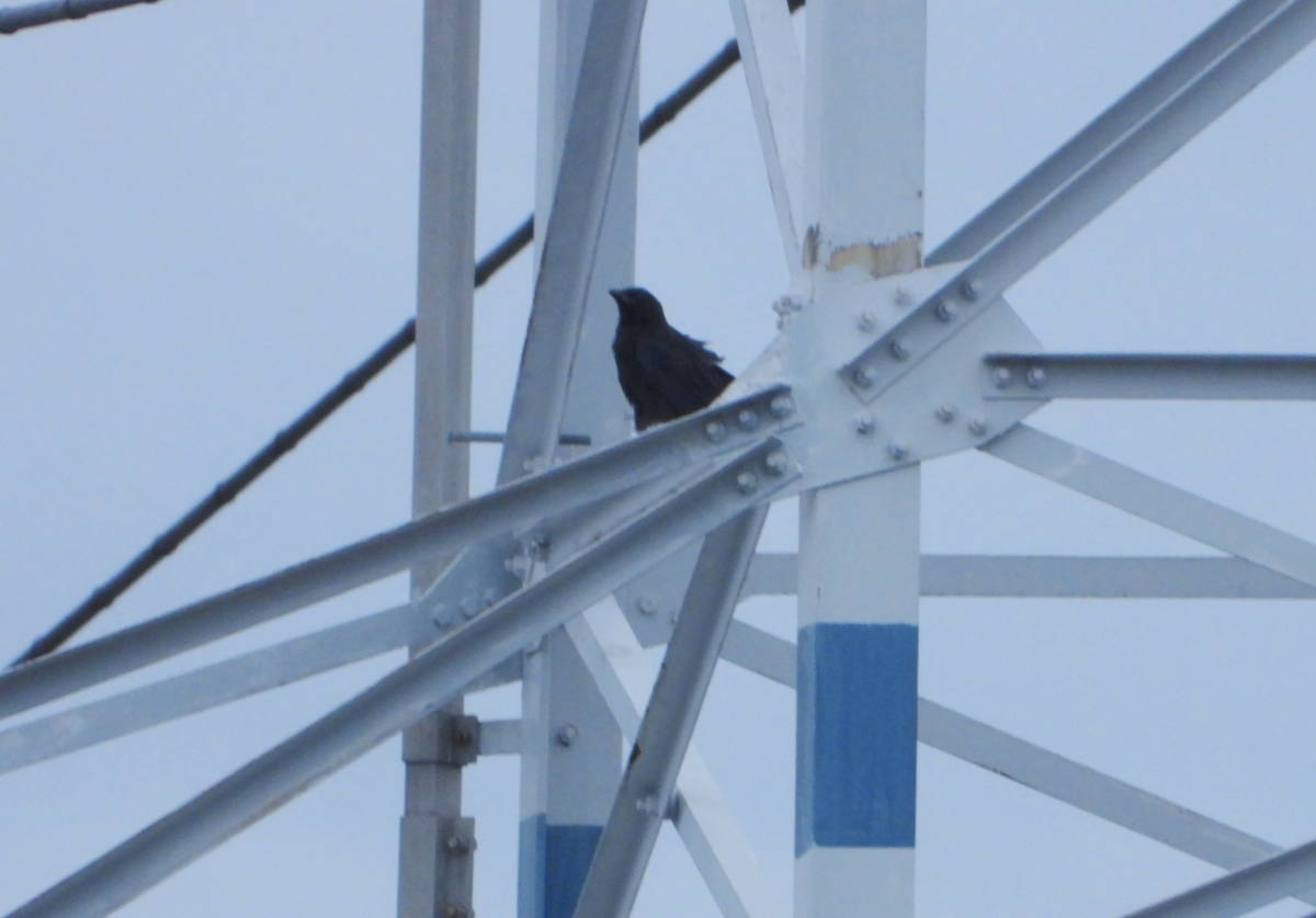 鉄塔のカラス