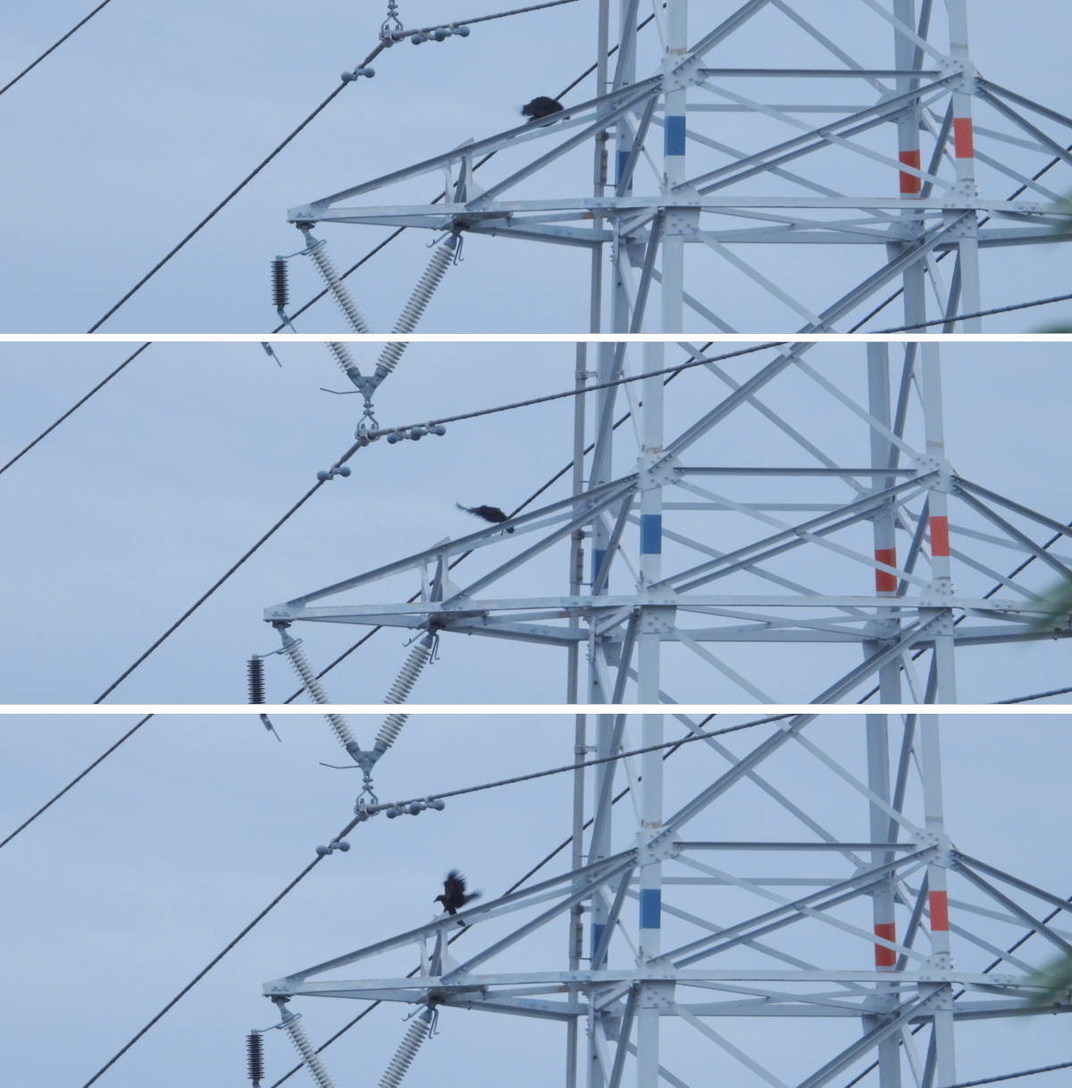 鉄塔のカラス