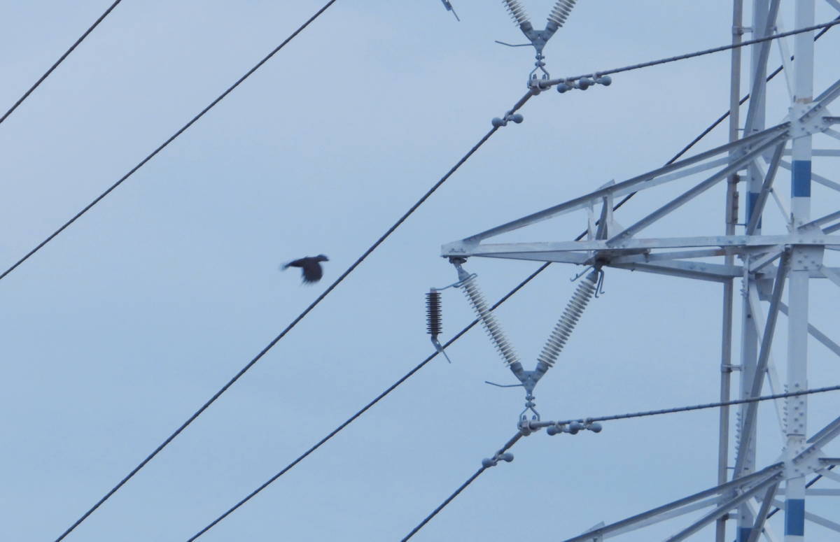 鉄塔のカラス