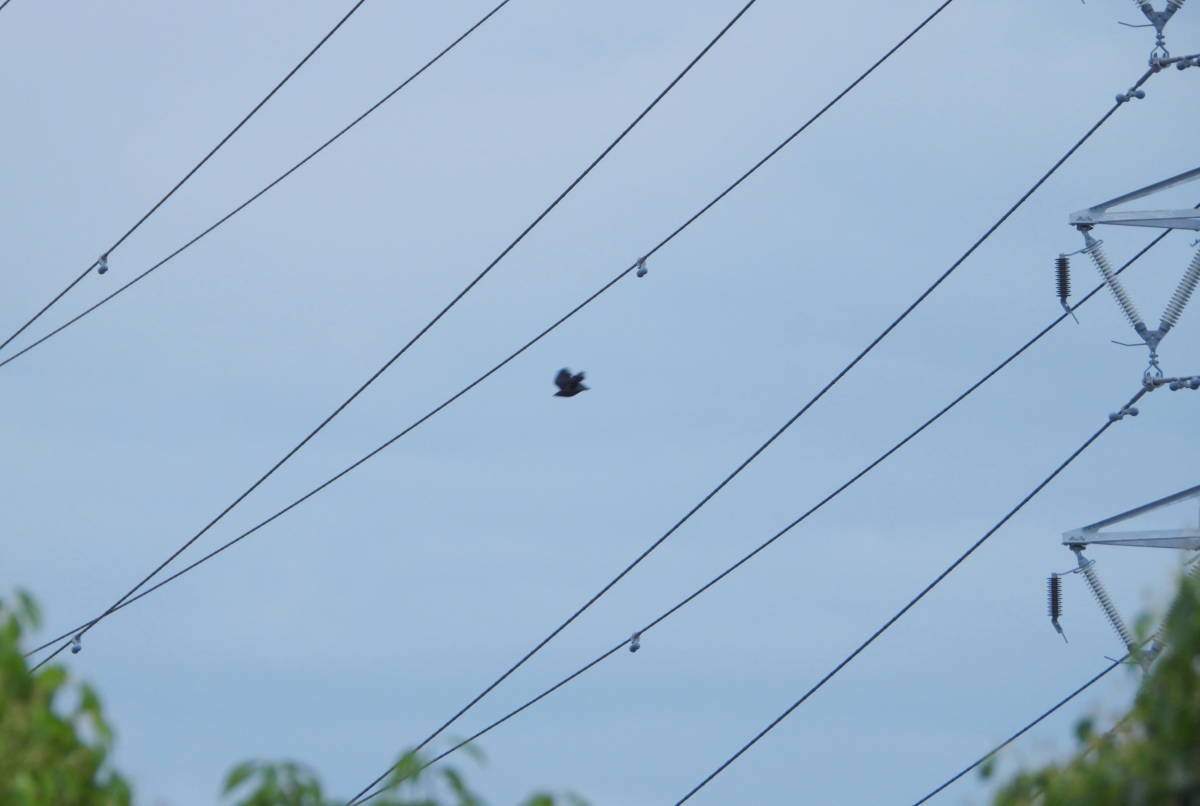 鉄塔のカラス