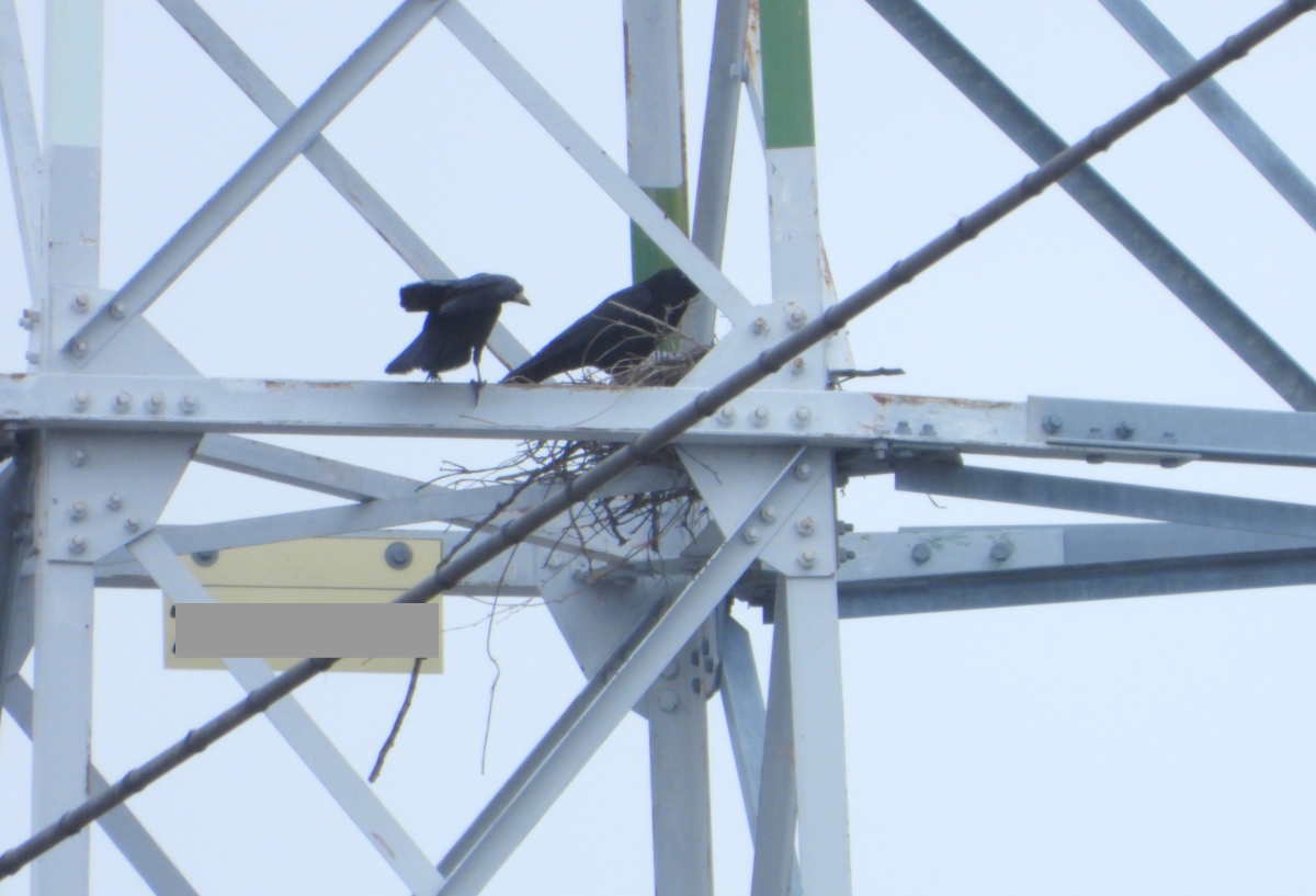 カラスの巣