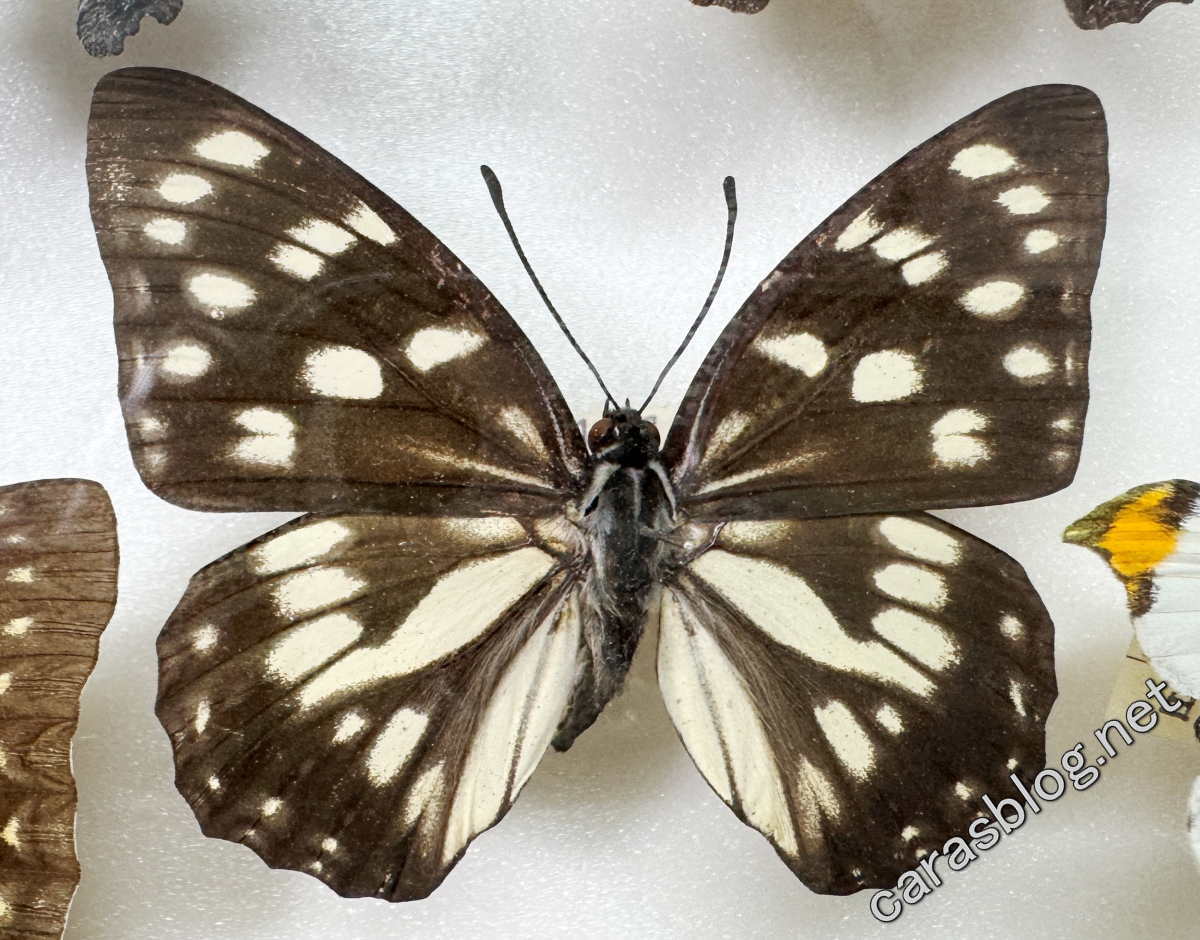 ゴマダラチョウ