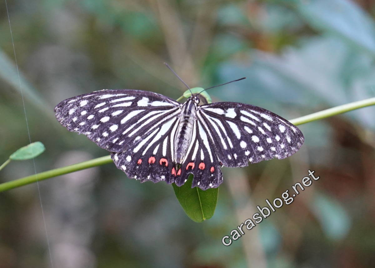 アカボシゴマダラ