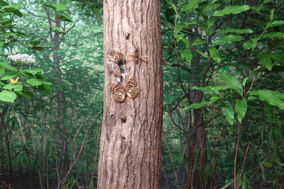 石川県ふれあい昆虫館
