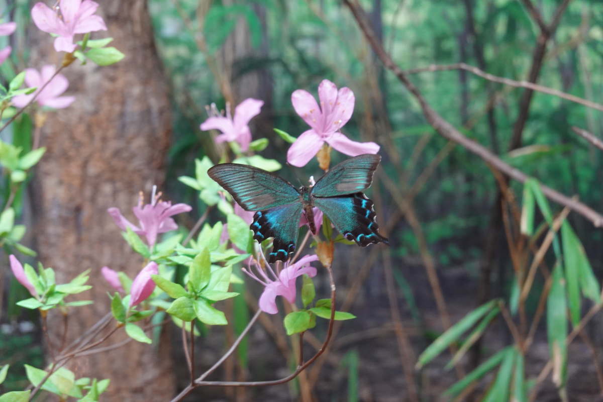 石川県ふれあい昆虫館