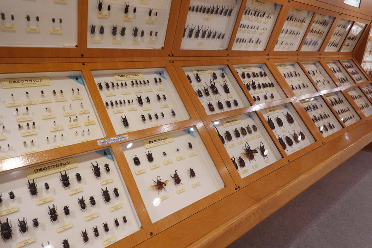 石川県ふれあい昆虫館