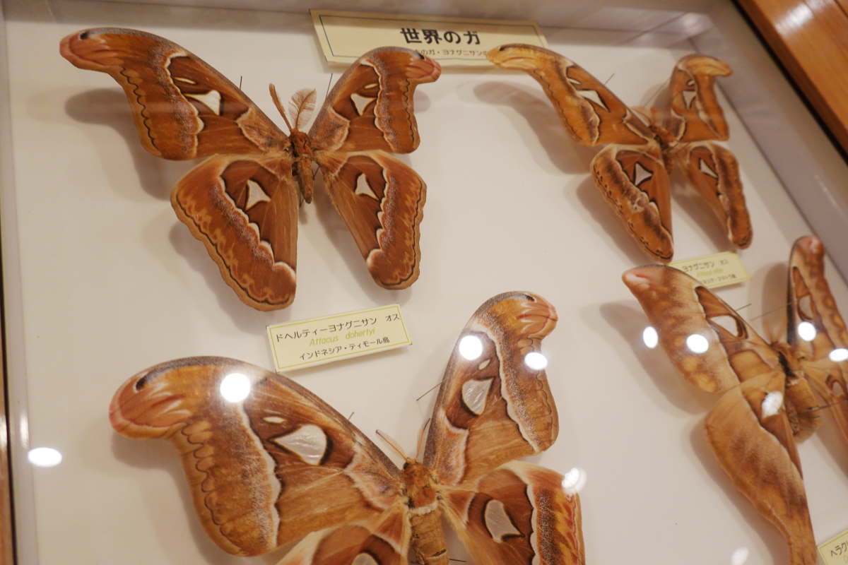 石川県ふれあい昆虫館