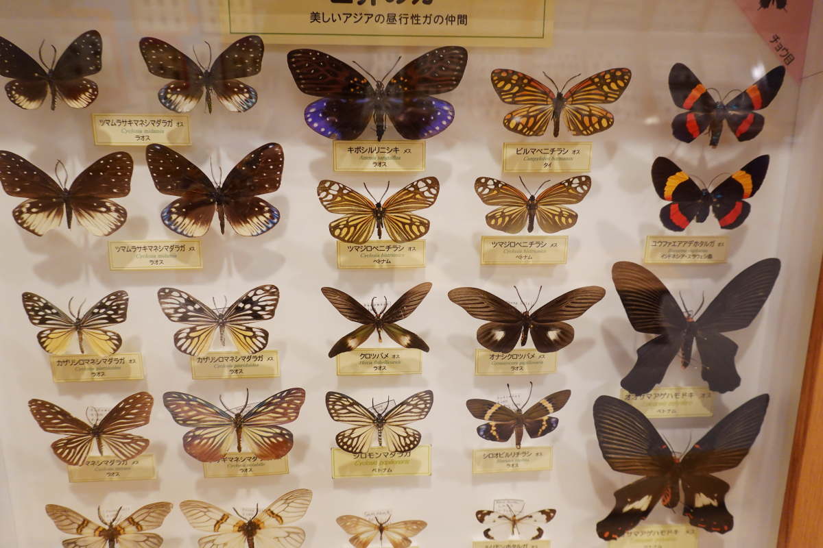 石川県ふれあい昆虫館