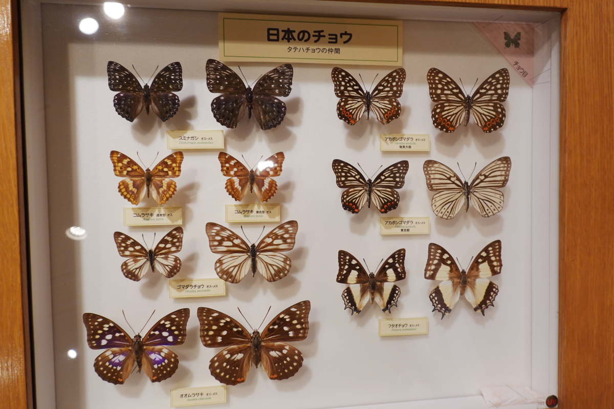 石川県ふれあい昆虫館