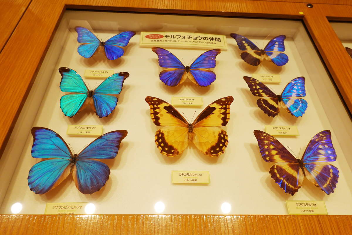 石川県ふれあい昆虫館