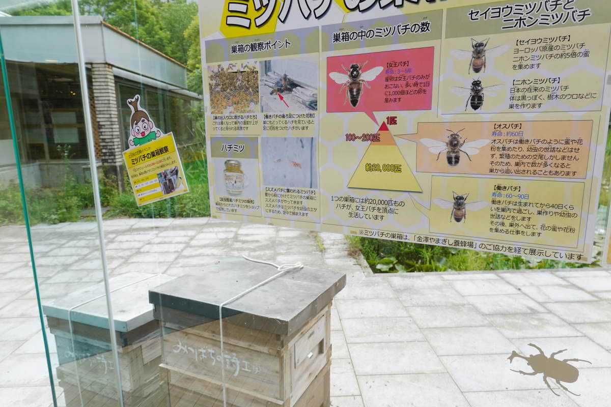 石川県ふれあい昆虫館