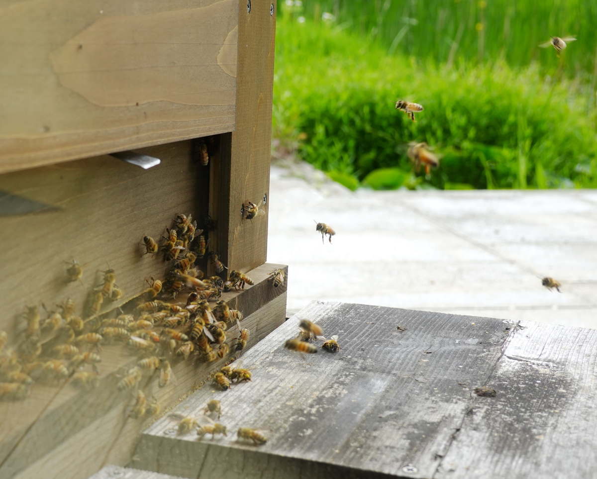 石川県ふれあい昆虫館
