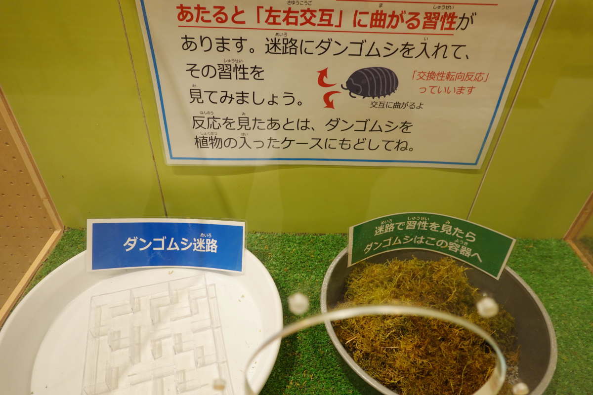 石川県ふれあい昆虫館