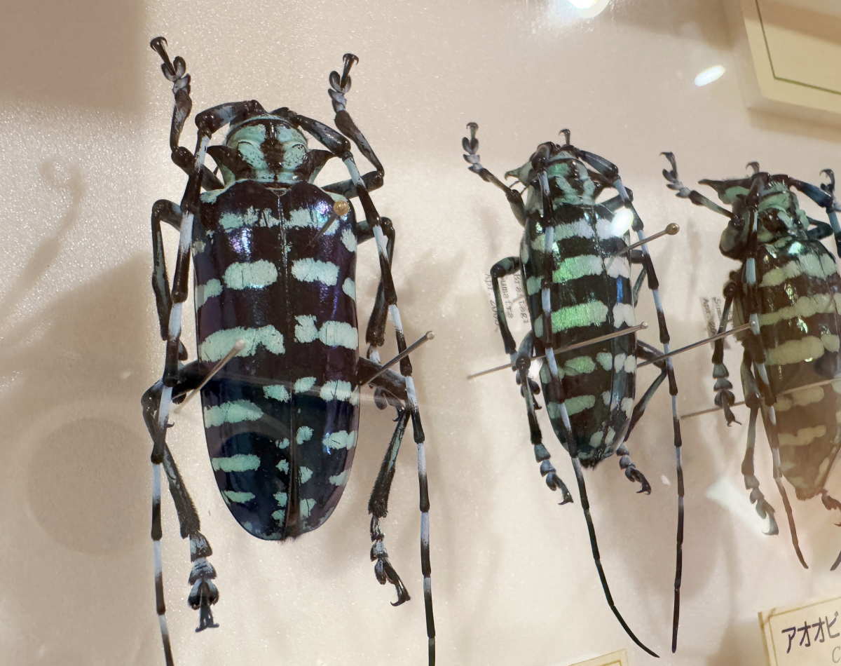 石川県ふれあい昆虫館