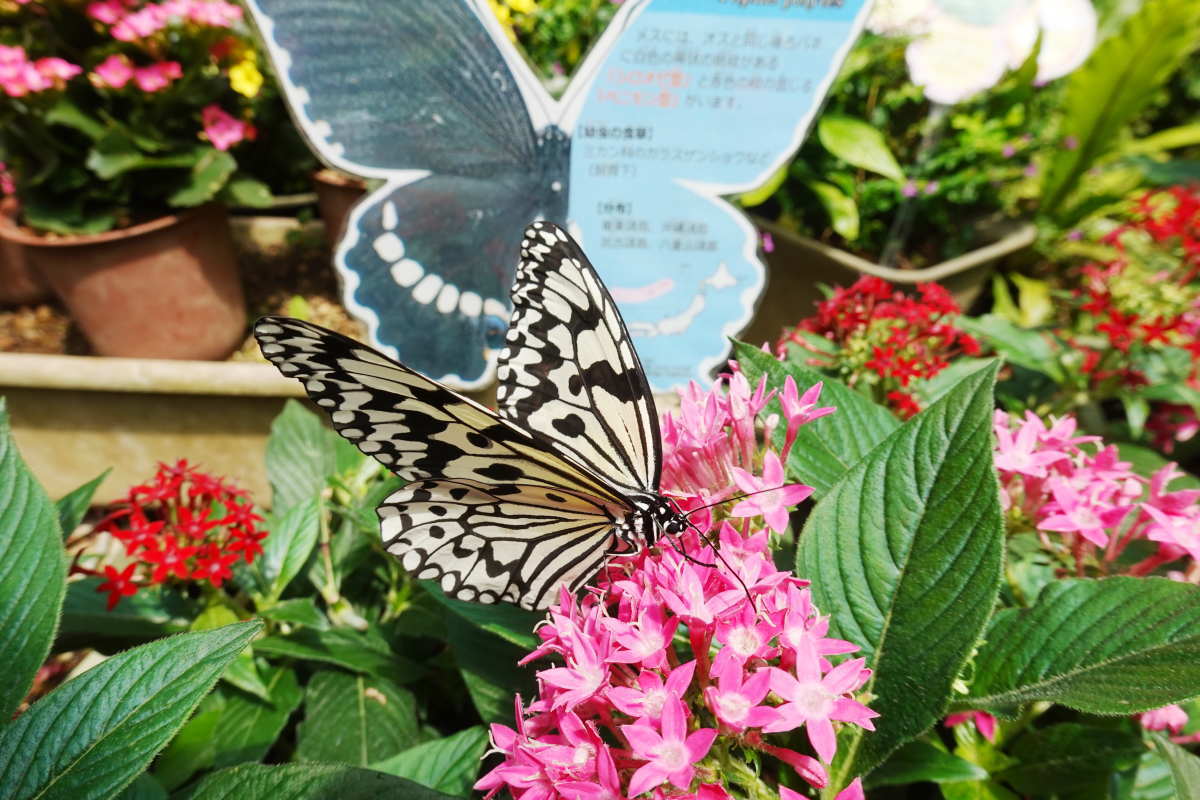 石川県ふれあい昆虫館