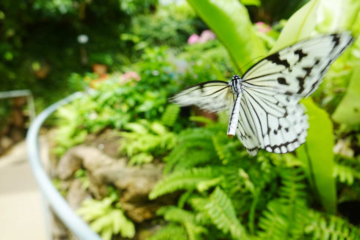 石川県ふれあい昆虫館