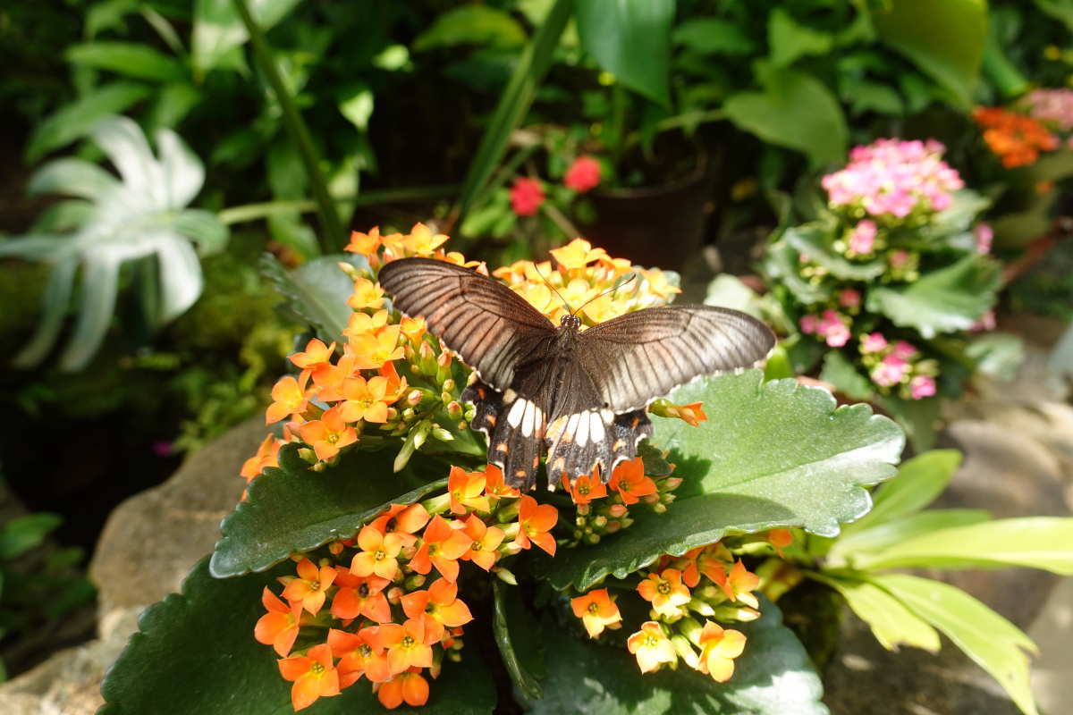 石川県ふれあい昆虫館