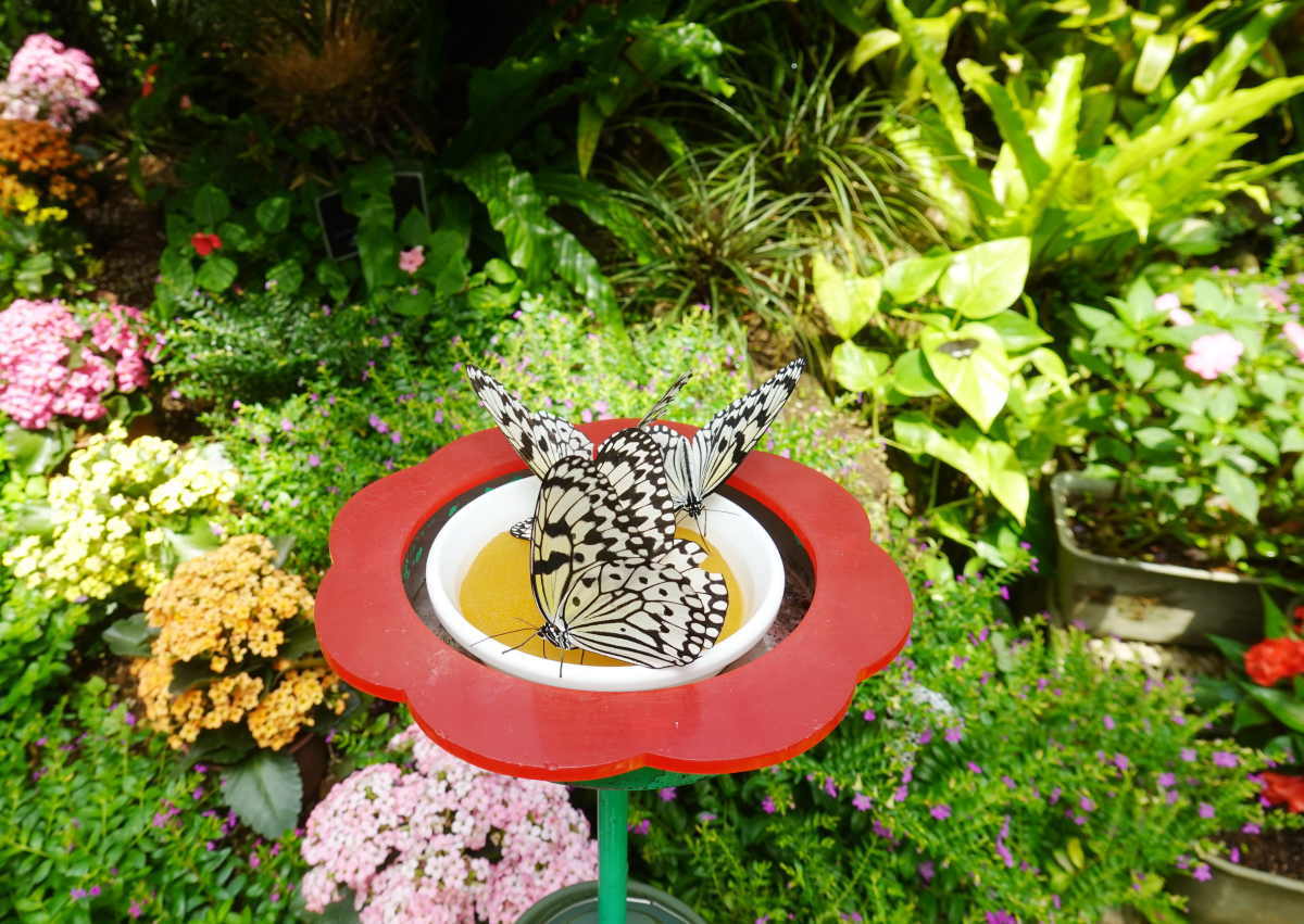 石川県ふれあい昆虫館