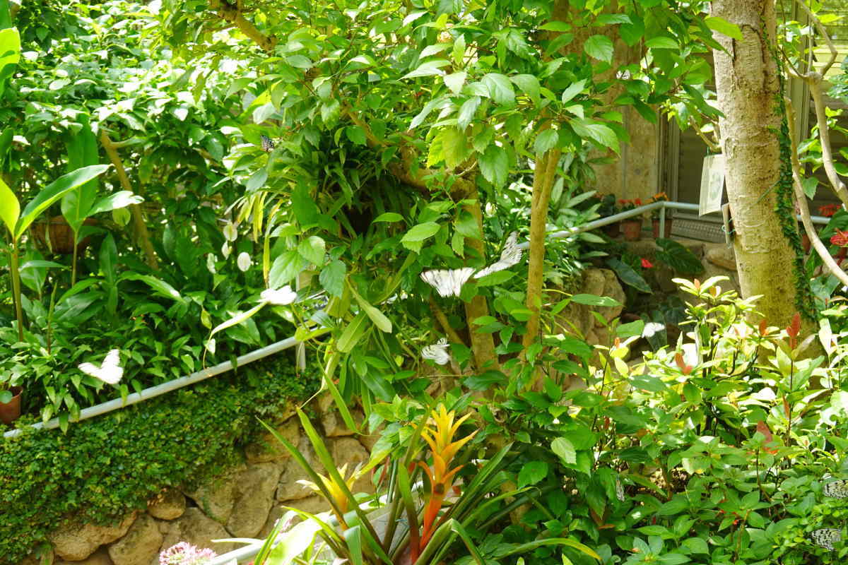 石川県ふれあい昆虫館