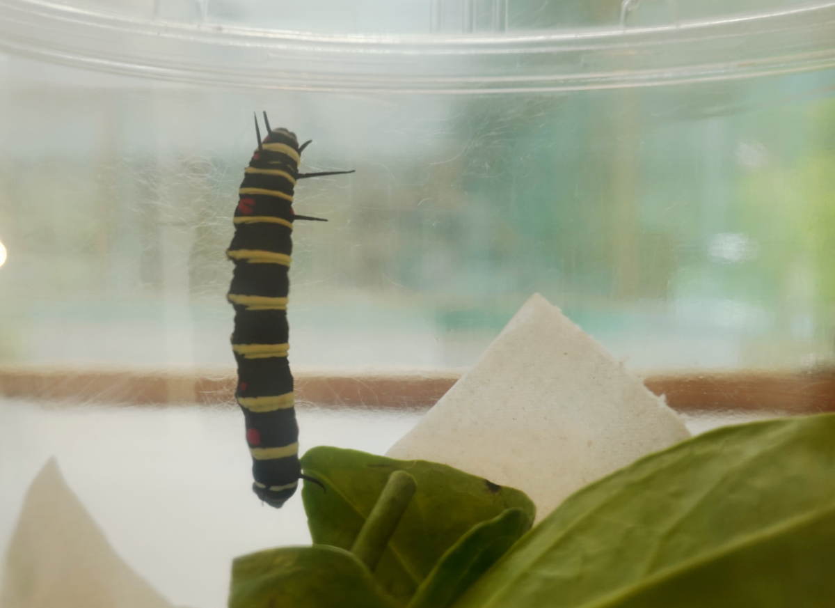 石川県ふれあい昆虫館