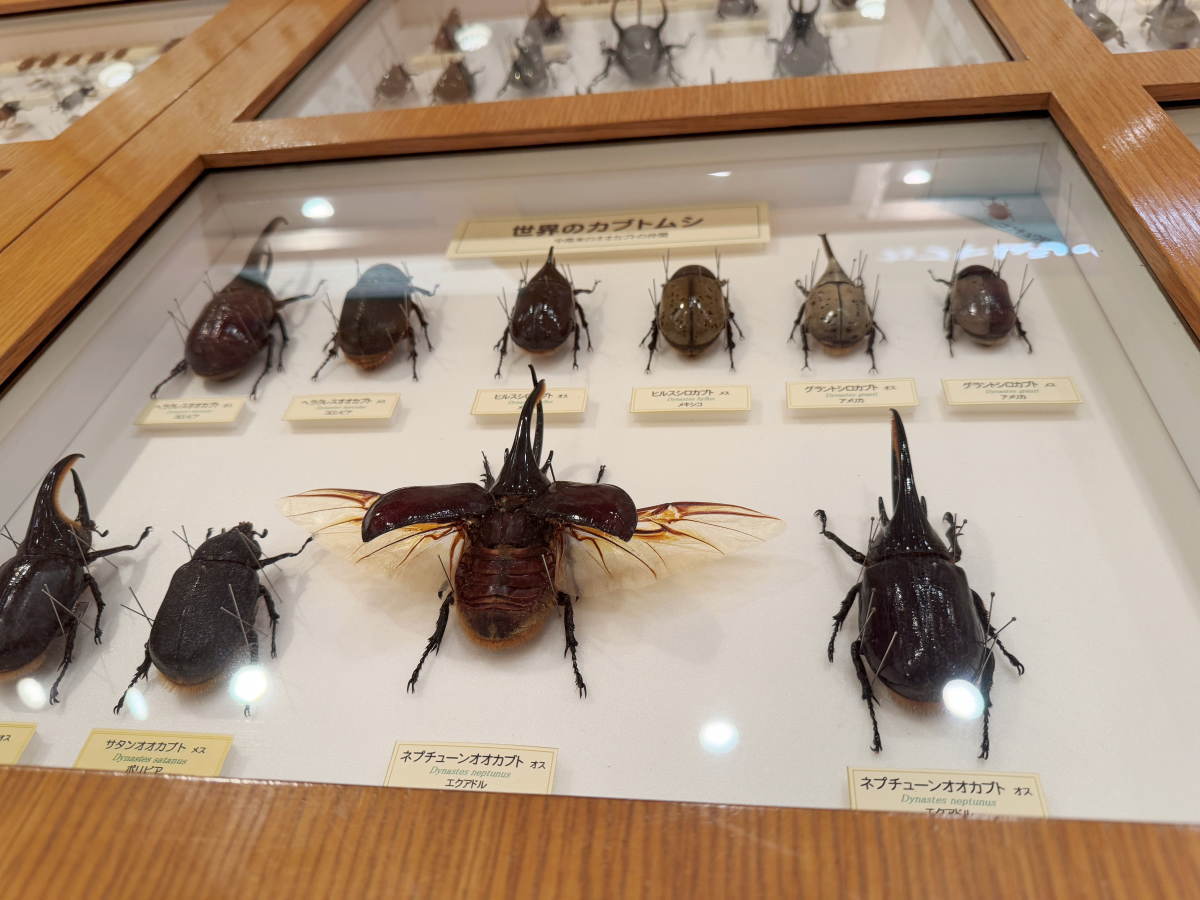 石川県ふれあい昆虫館