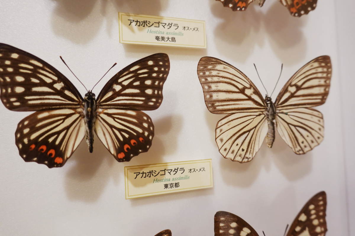 石川県ふれあい昆虫館