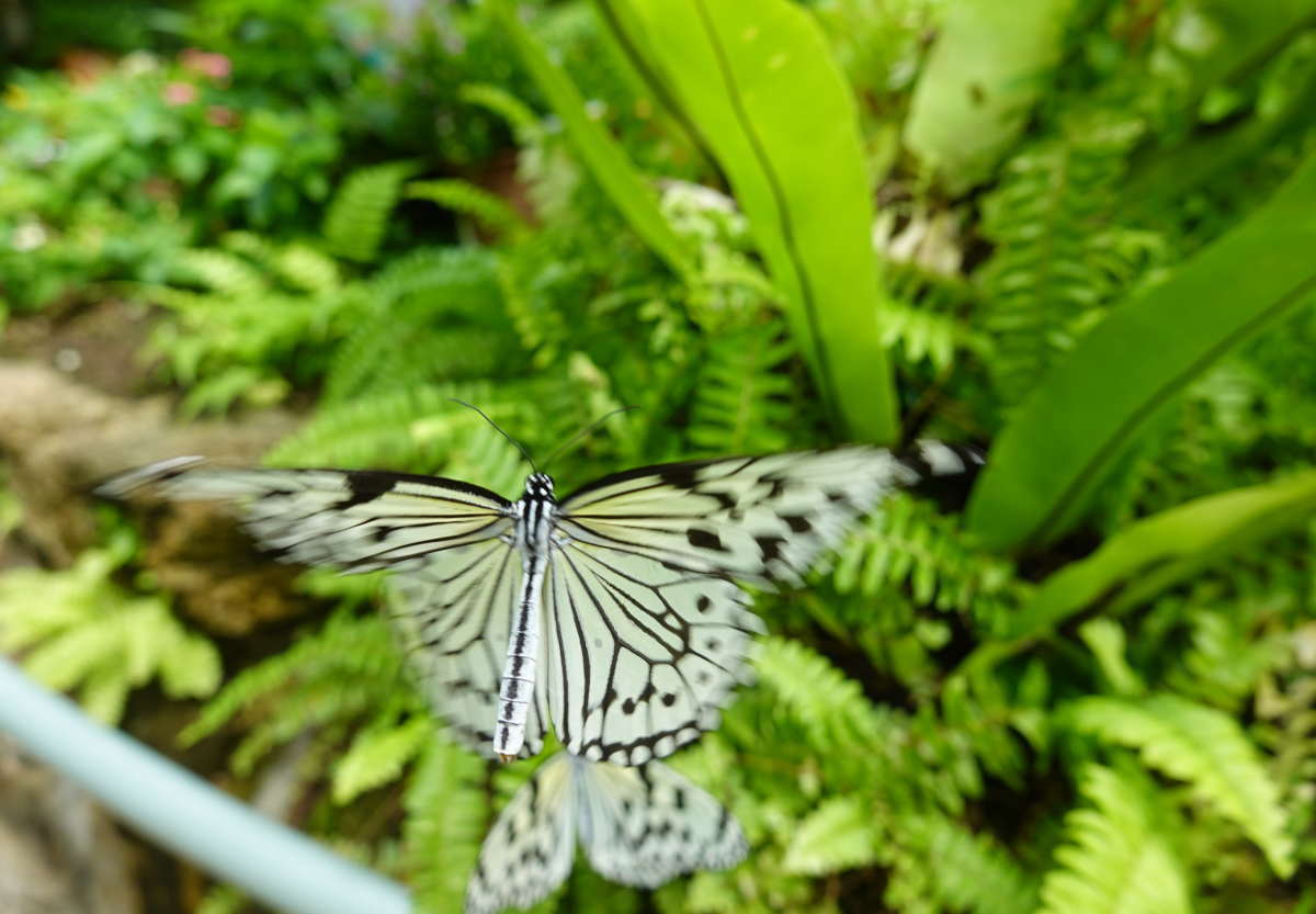 石川県ふれあい昆虫館