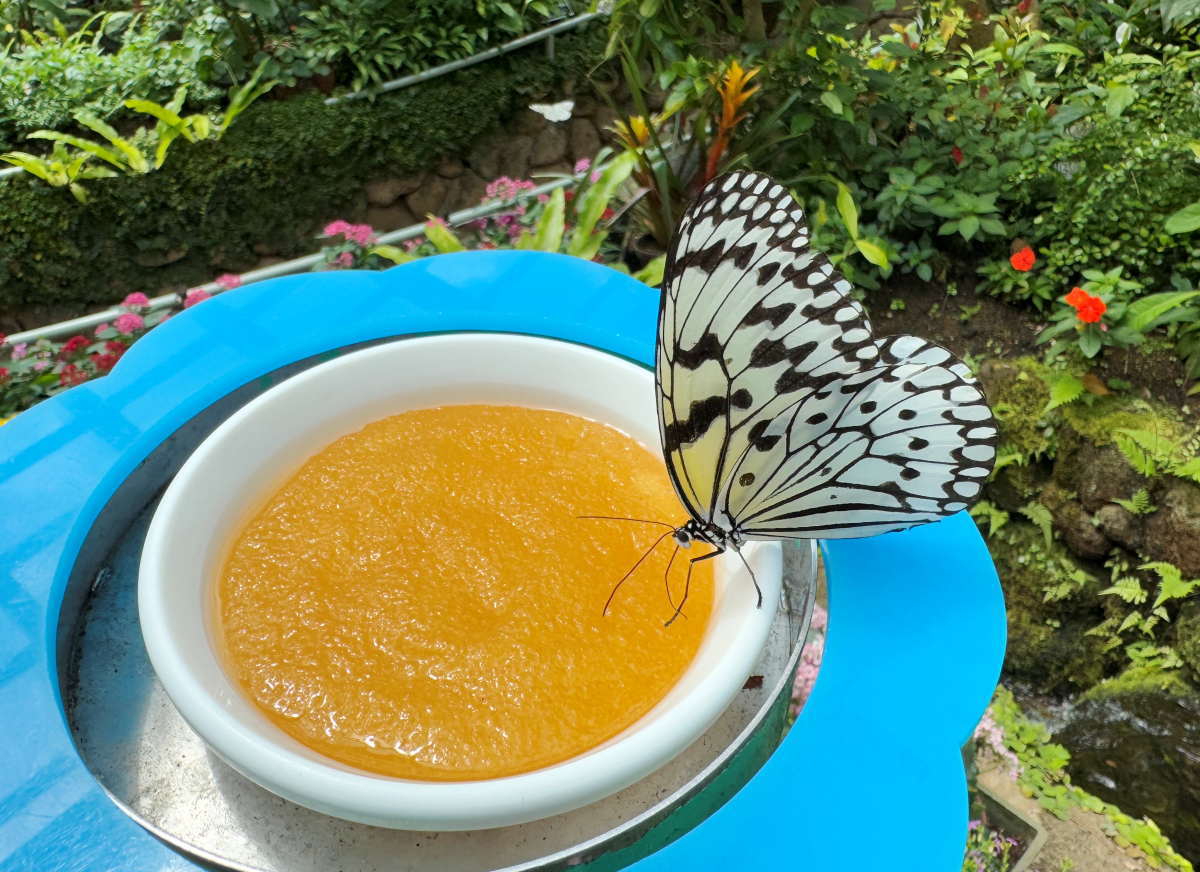 石川県ふれあい昆虫館