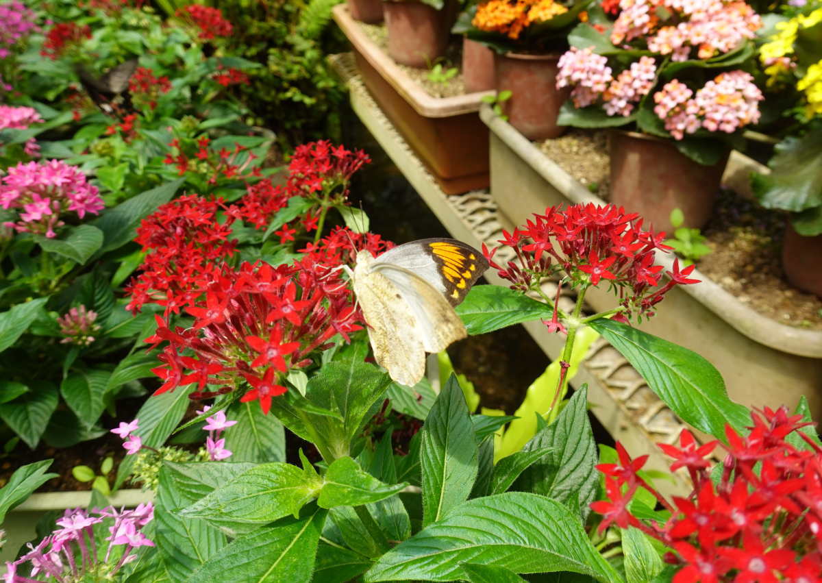 石川県ふれあい昆虫館
