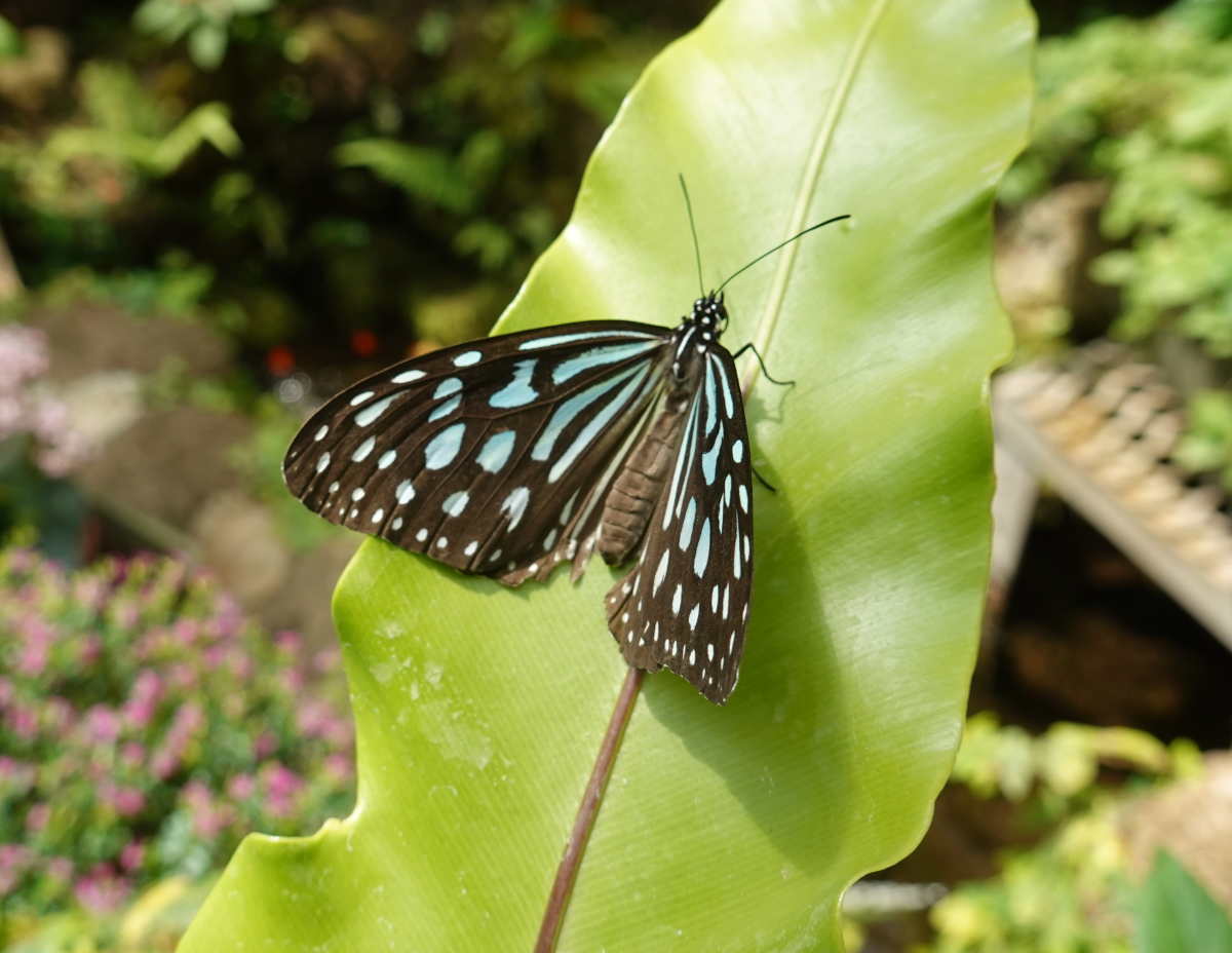 石川県ふれあい昆虫館