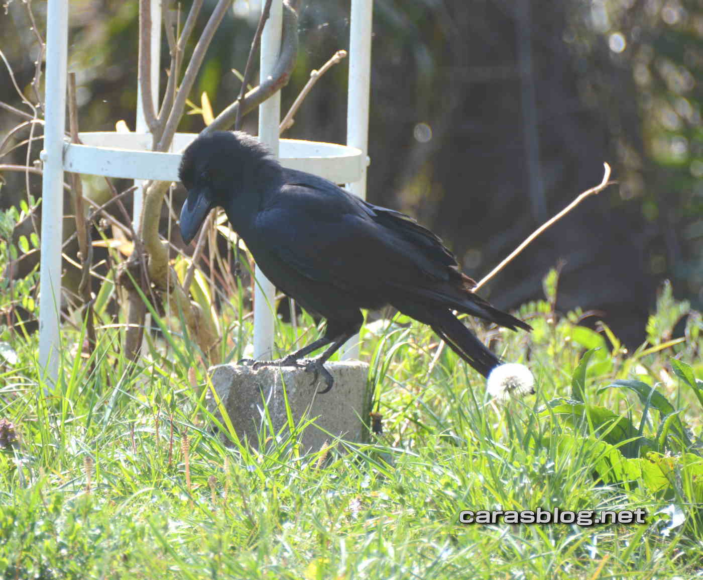 ハシブトガラス