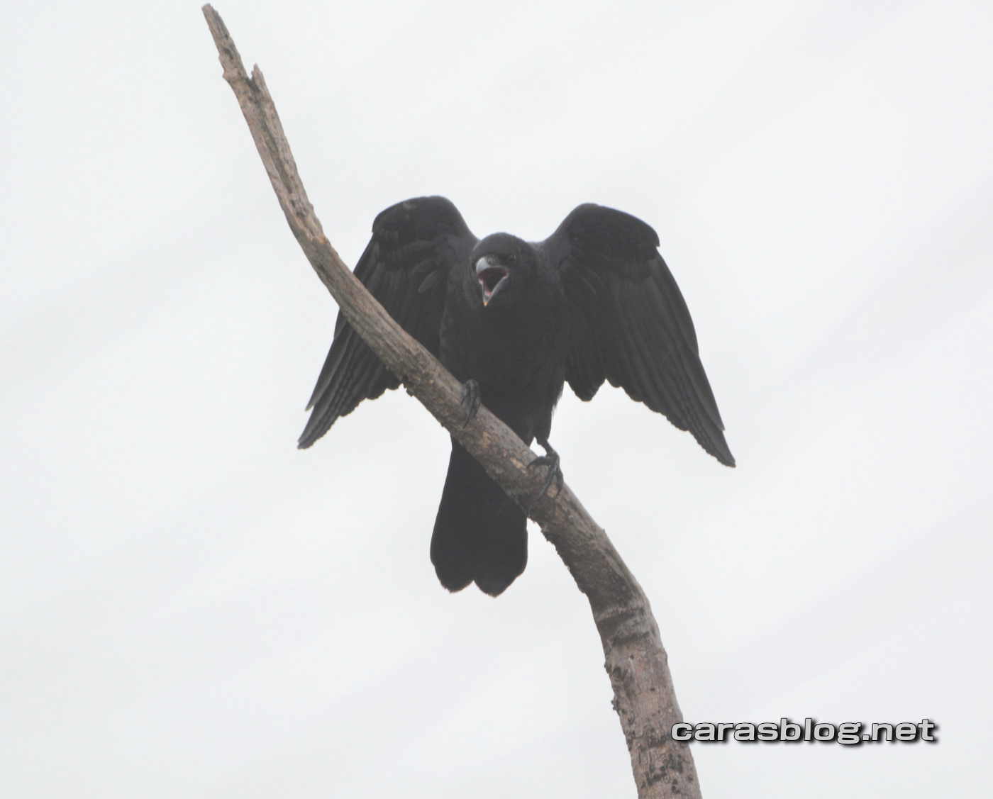 アピールする子ガラス