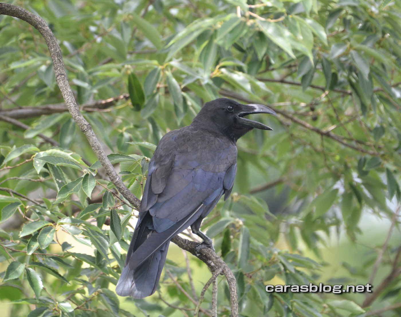 ハシブトガラス